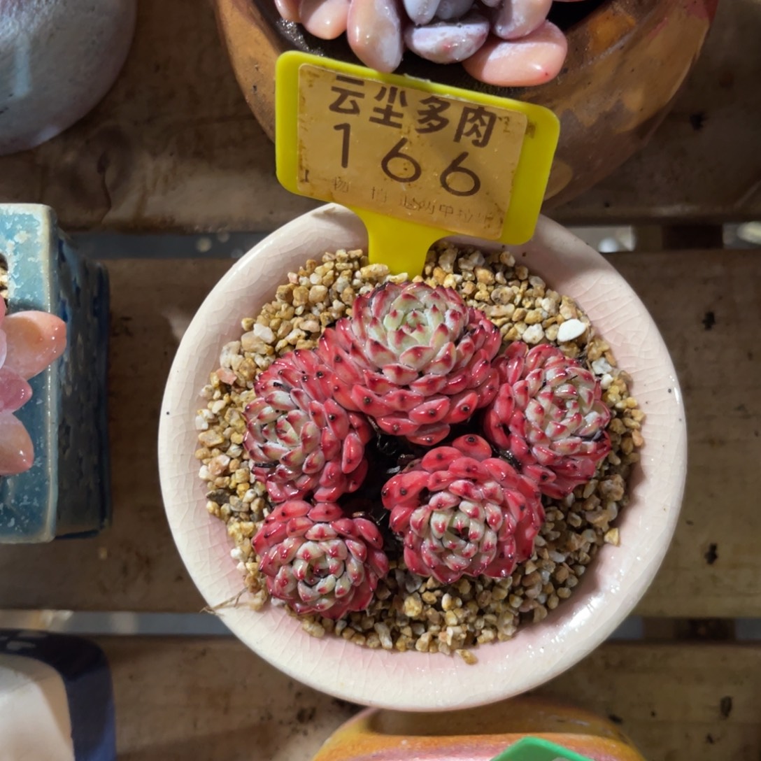 玄***益云尘多肉一物一拍不含盆166，