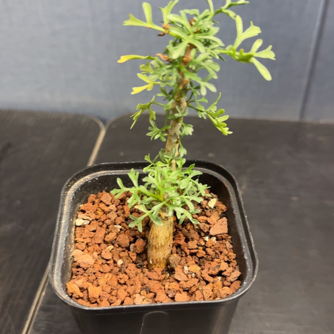 鹿角橄榄实生带盆