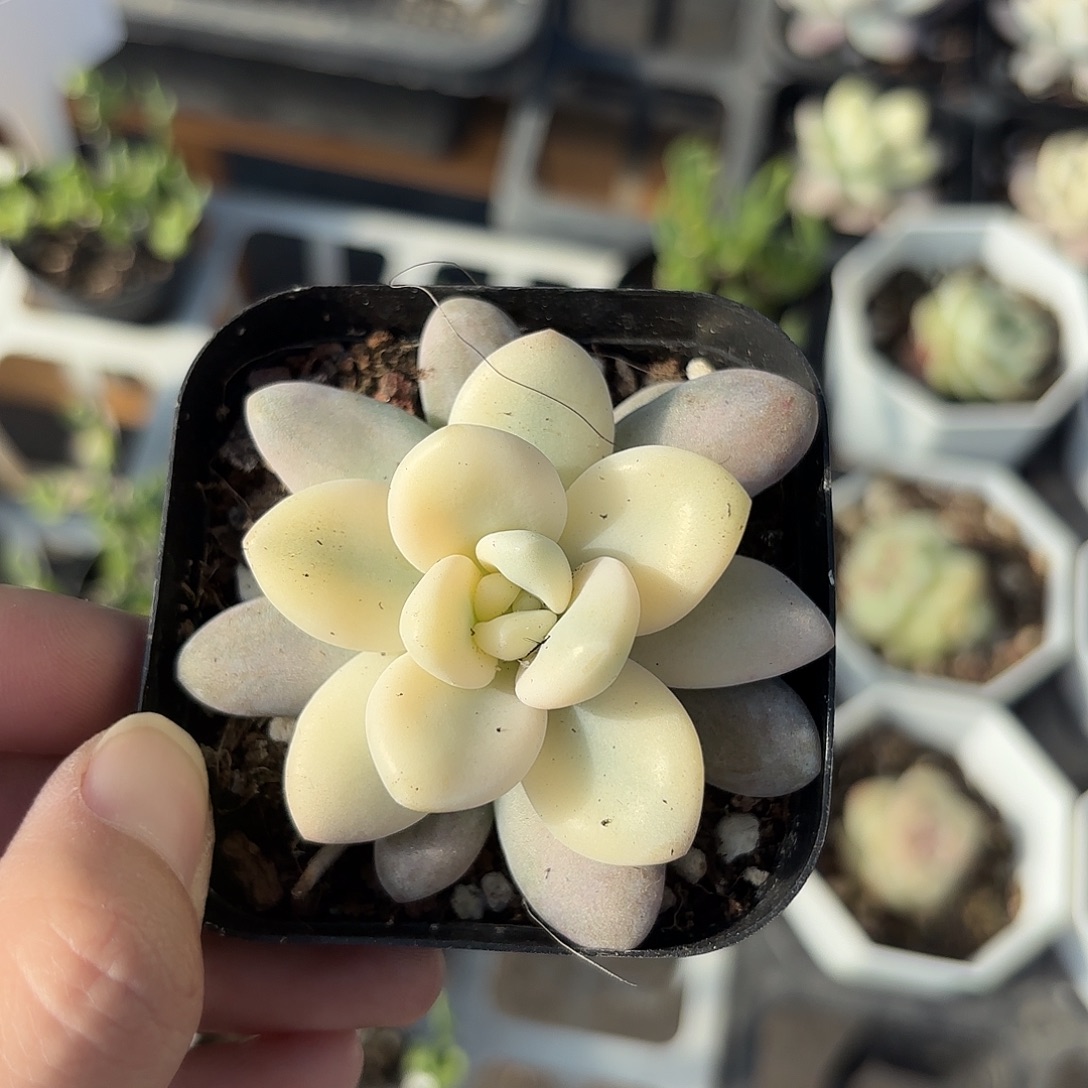 精品洛神锦多肉植物