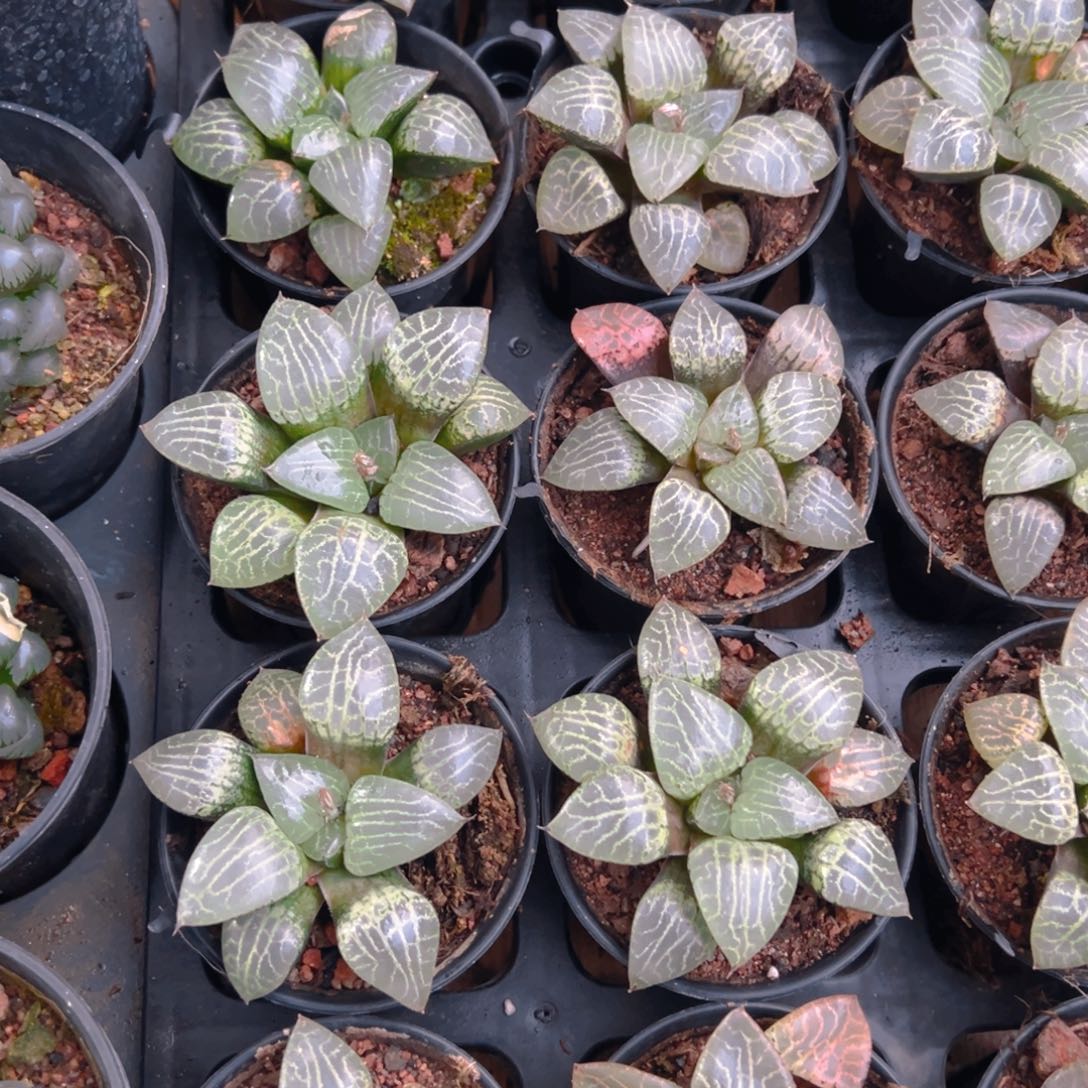 水晶康平万象盆玉露一颗