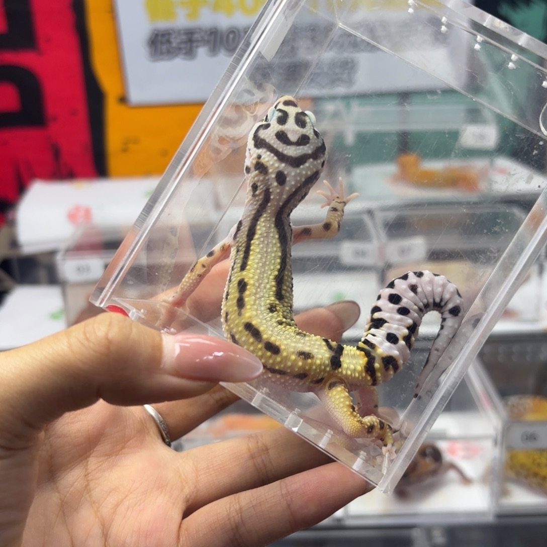 豹纹守宫土匪妹妹 N142