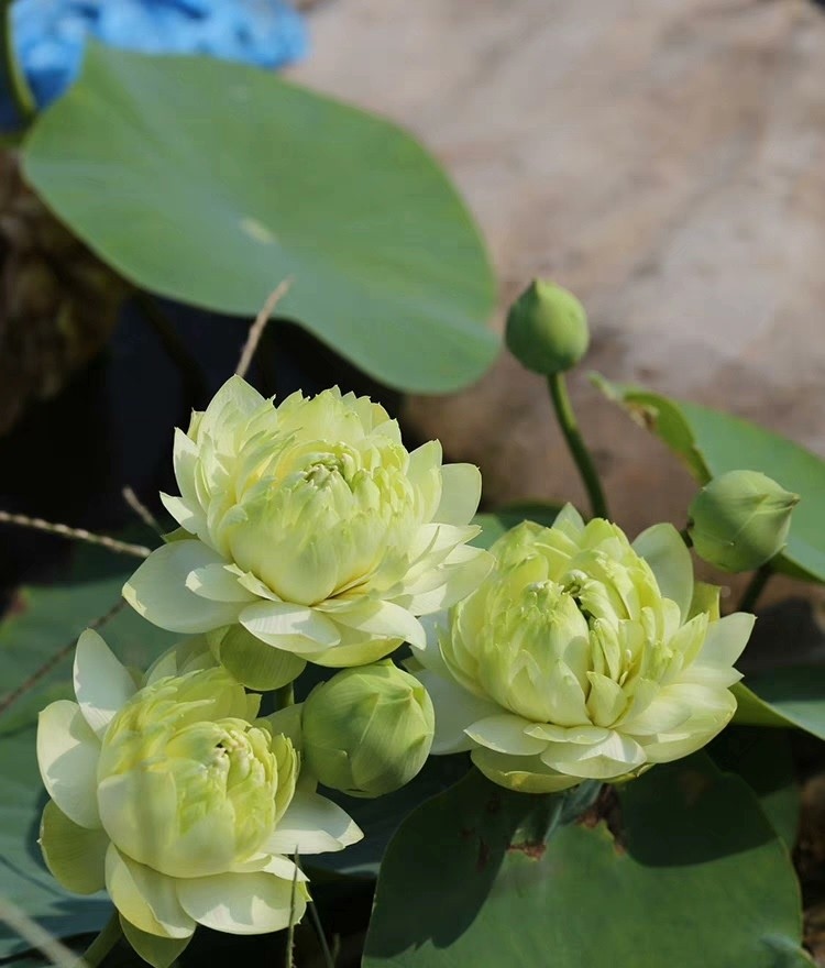 金凤秀色 小微型绿色重瓣碗莲