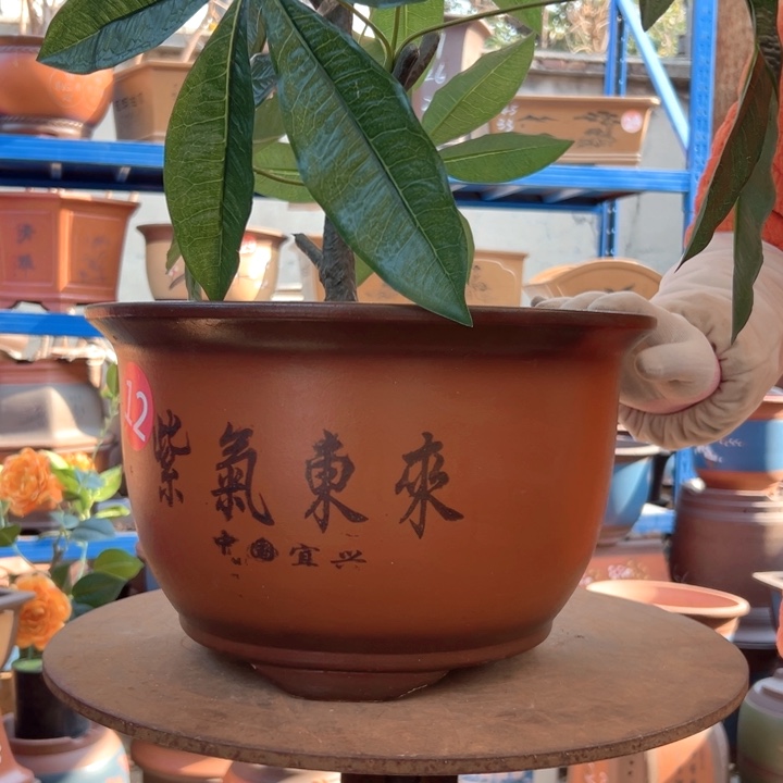 30紫气东来花盆花盆花盆
