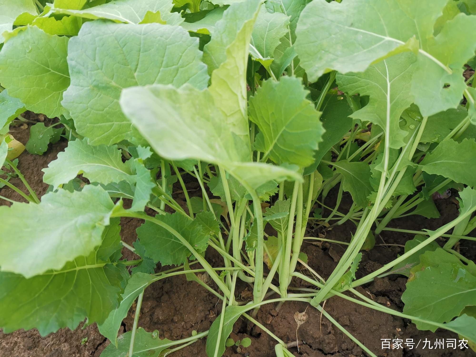 贵州农家种植新鲜油菜苗现扯现发新鲜油菜苗