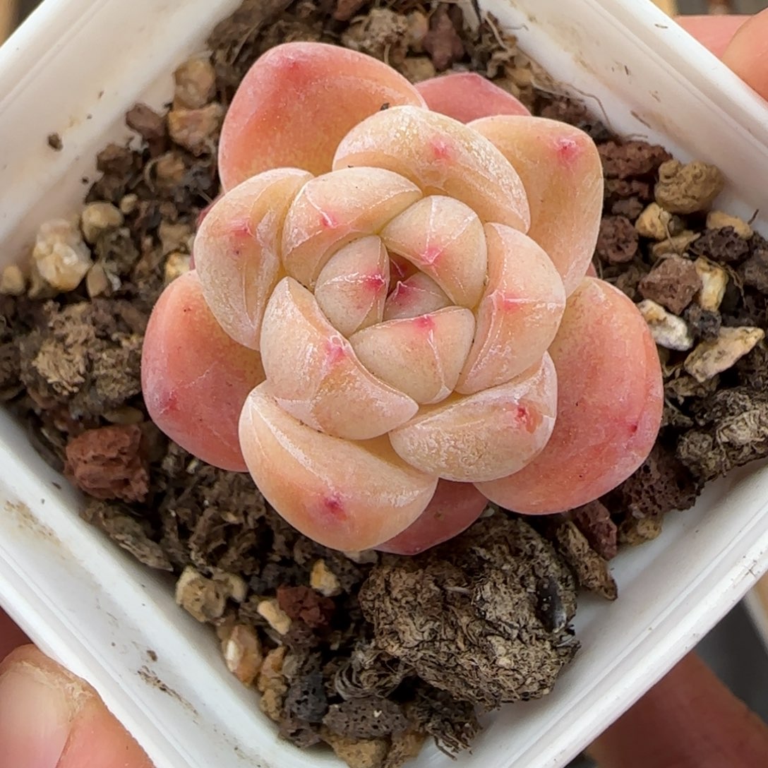 一物一拍麦秆珍妮07047