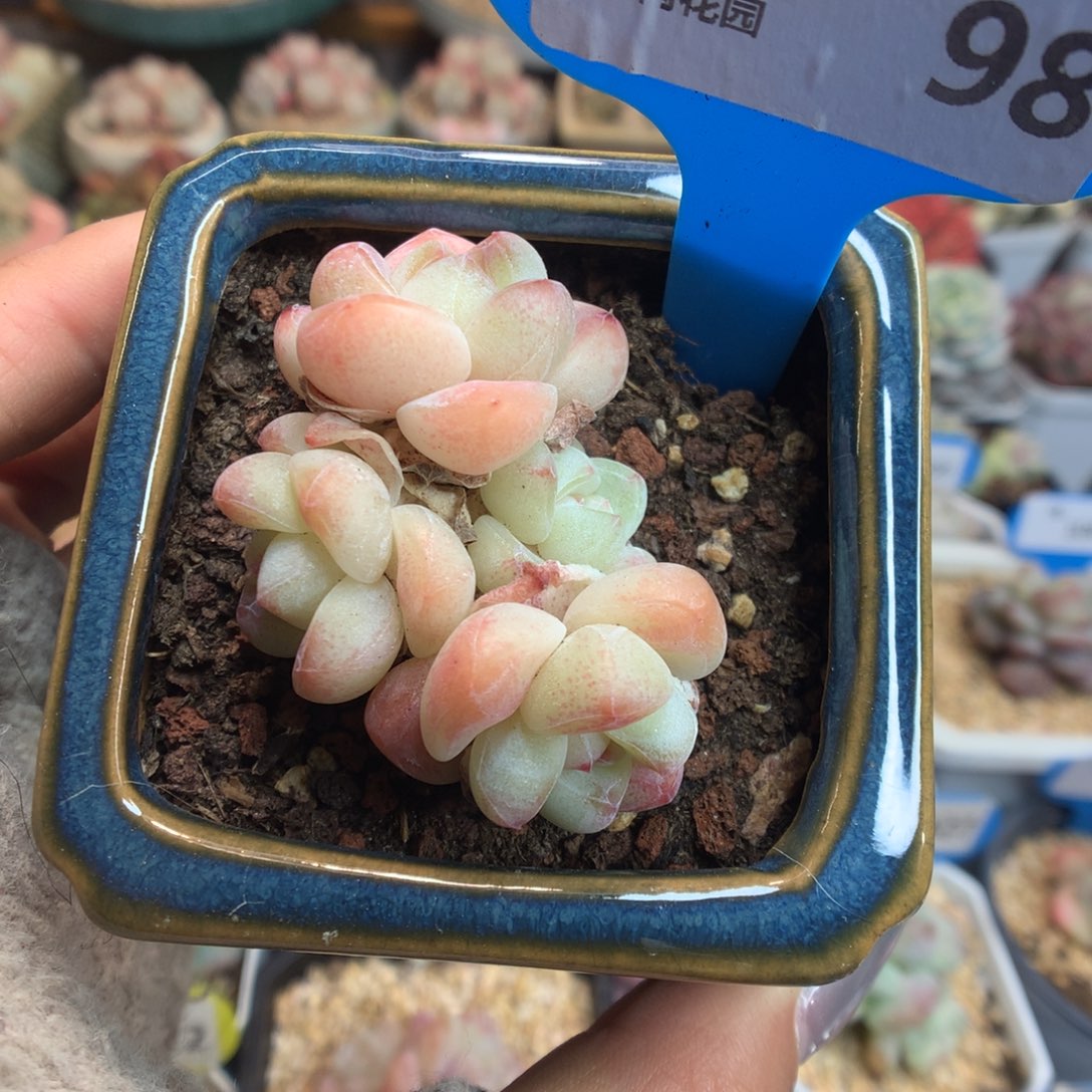 98冰玉新年好多肉植物