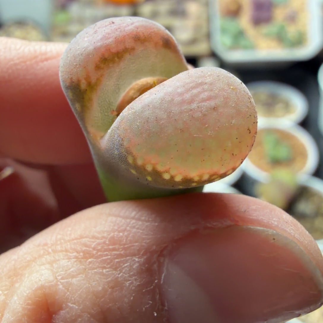 大型韩国福利精品853号