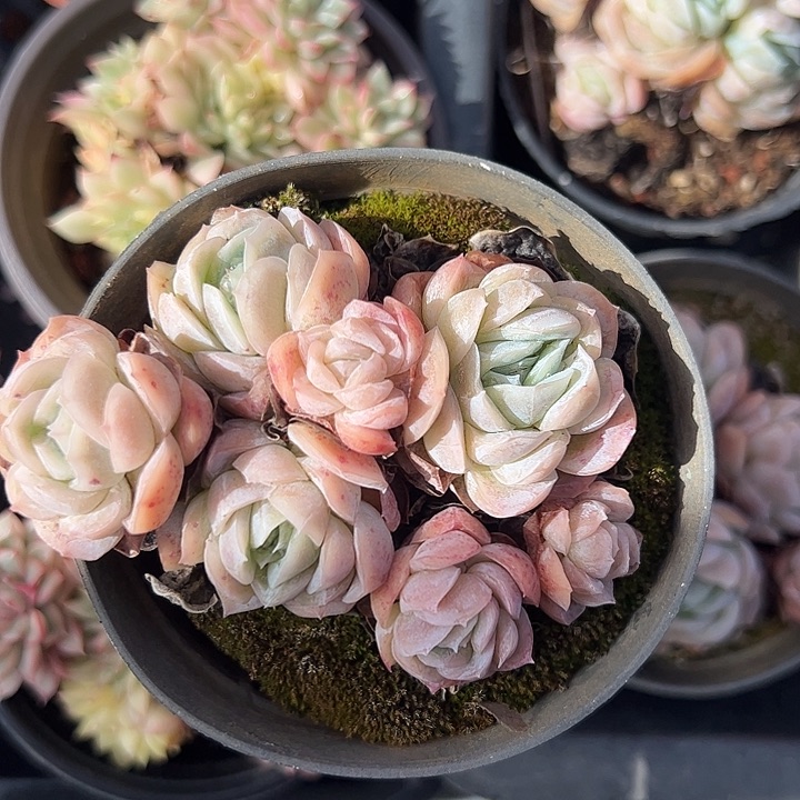 西娜群生多肉植物精品