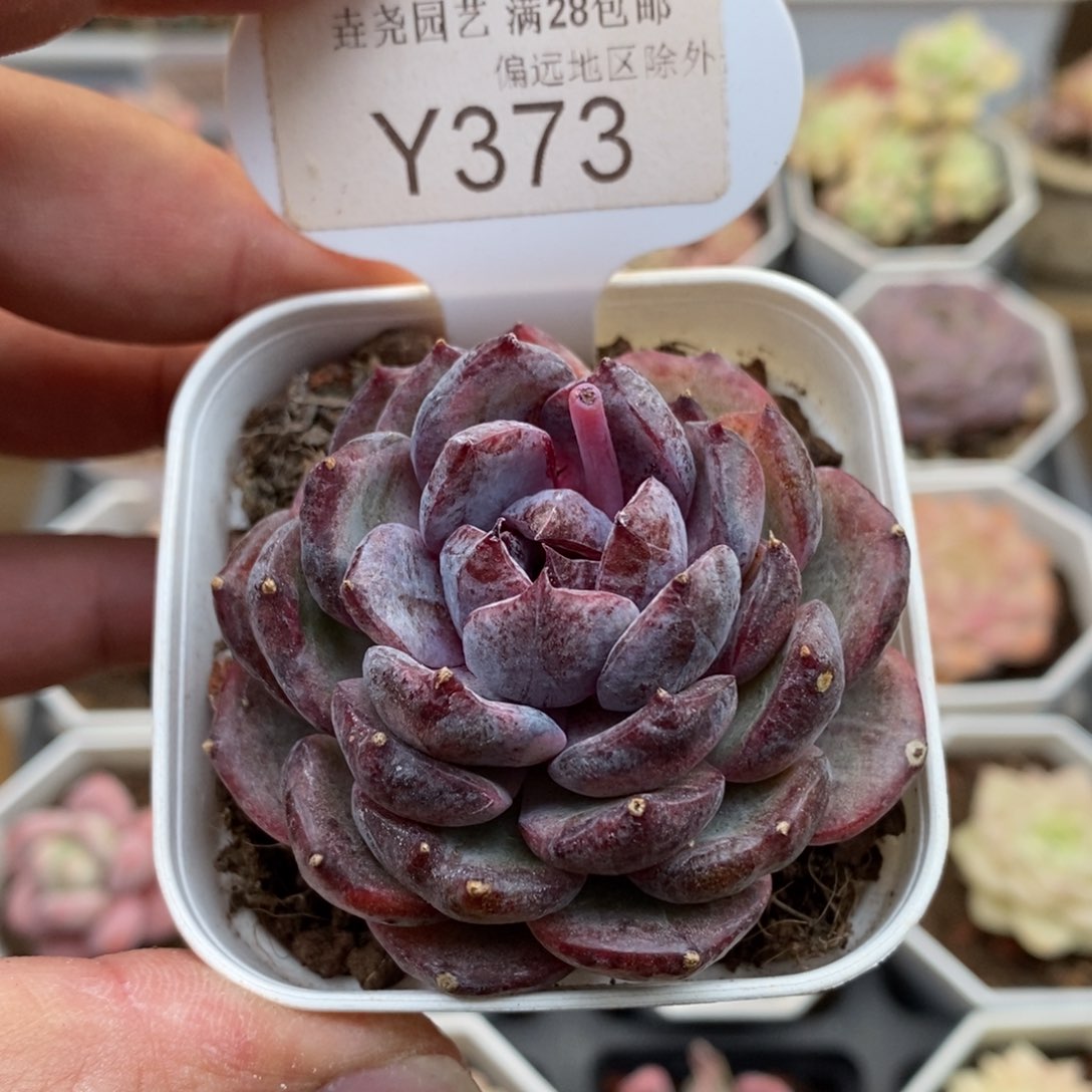 0373蓝莓5.5厘米