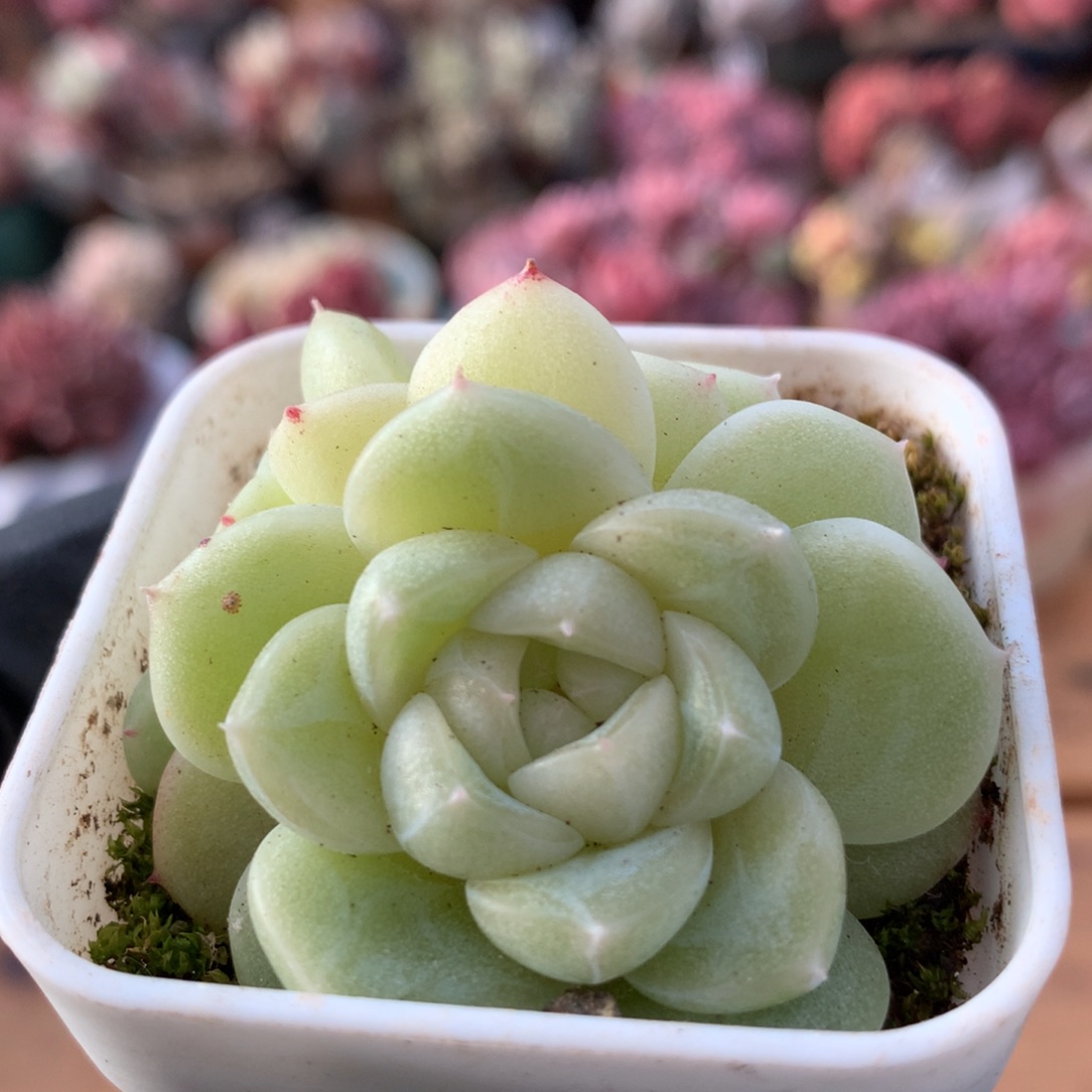 财富密码一物一拍 016