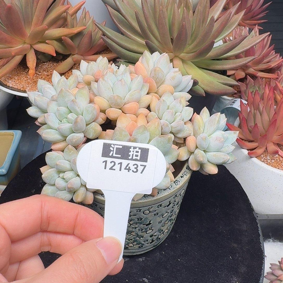 精品多肉植物121437