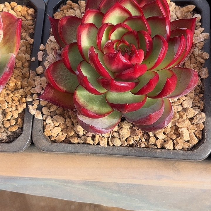 惊鸿仙子多肉植物31