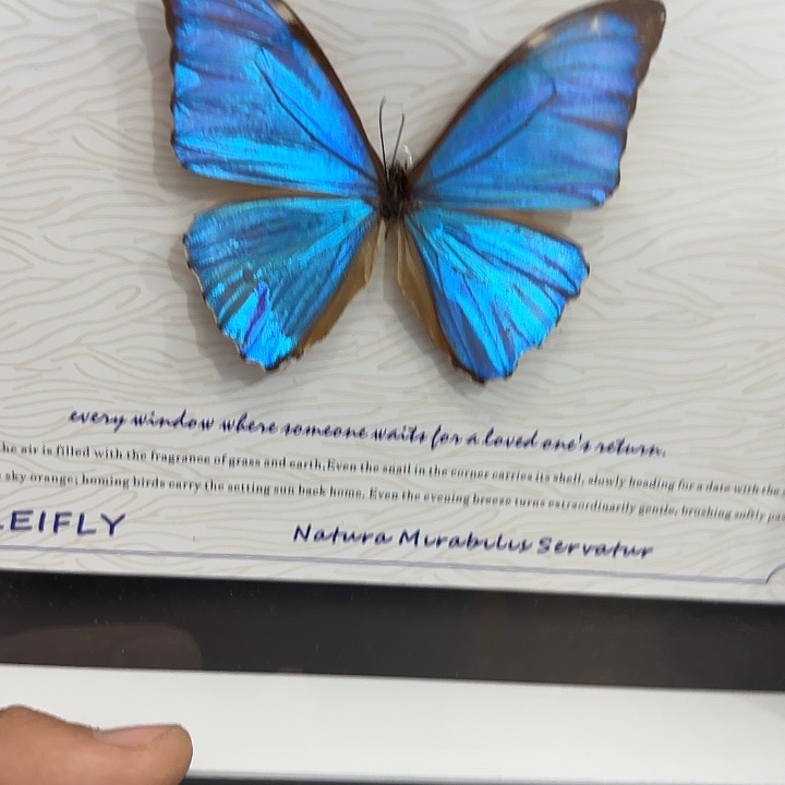 —***—蝴蝶标本定制566@