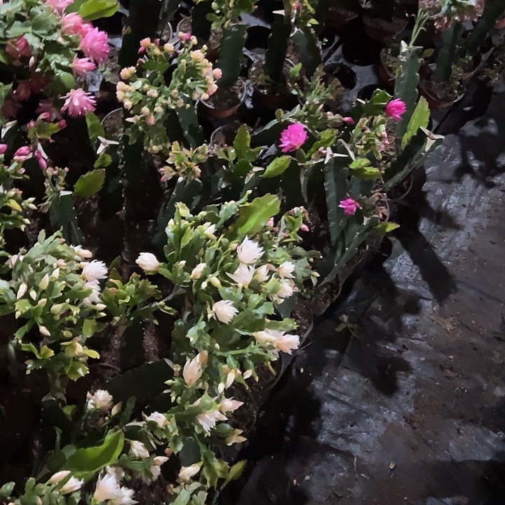 *****，一片083叶片，，，，