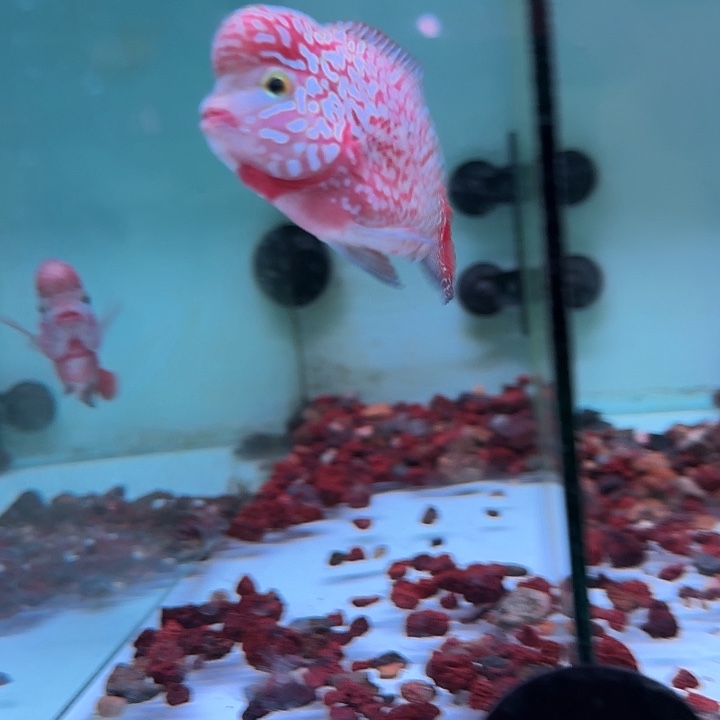 罗汉鱼古幻罗汉鱼观赏鱼