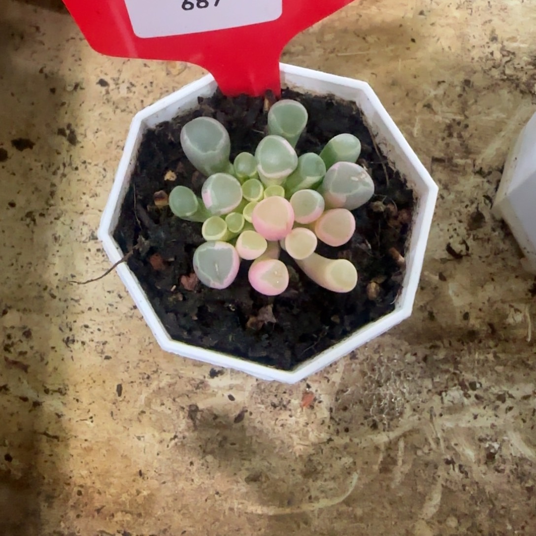 小****687五十玲玉锦多肉植物