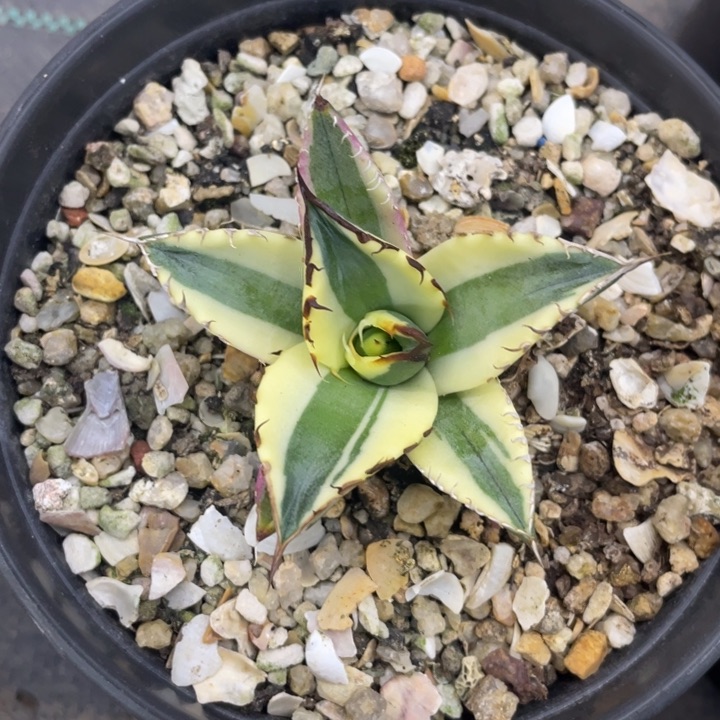 【闪购商品】暴牙。