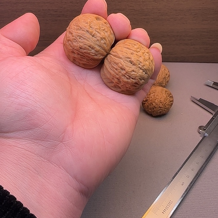 张***柔核桃铁锤妹妹文玩核桃
