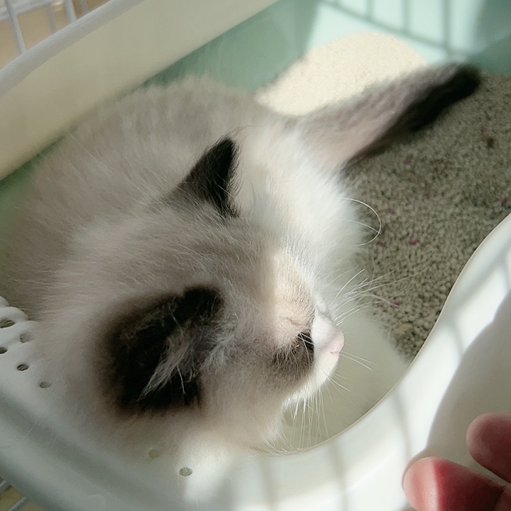 布偶布偶布偶布偶b