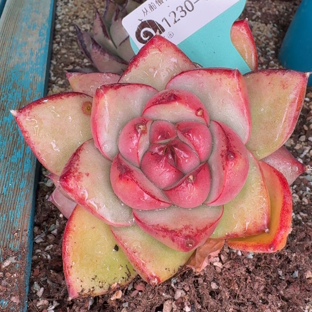 从前慢多肉精选编号1230.91