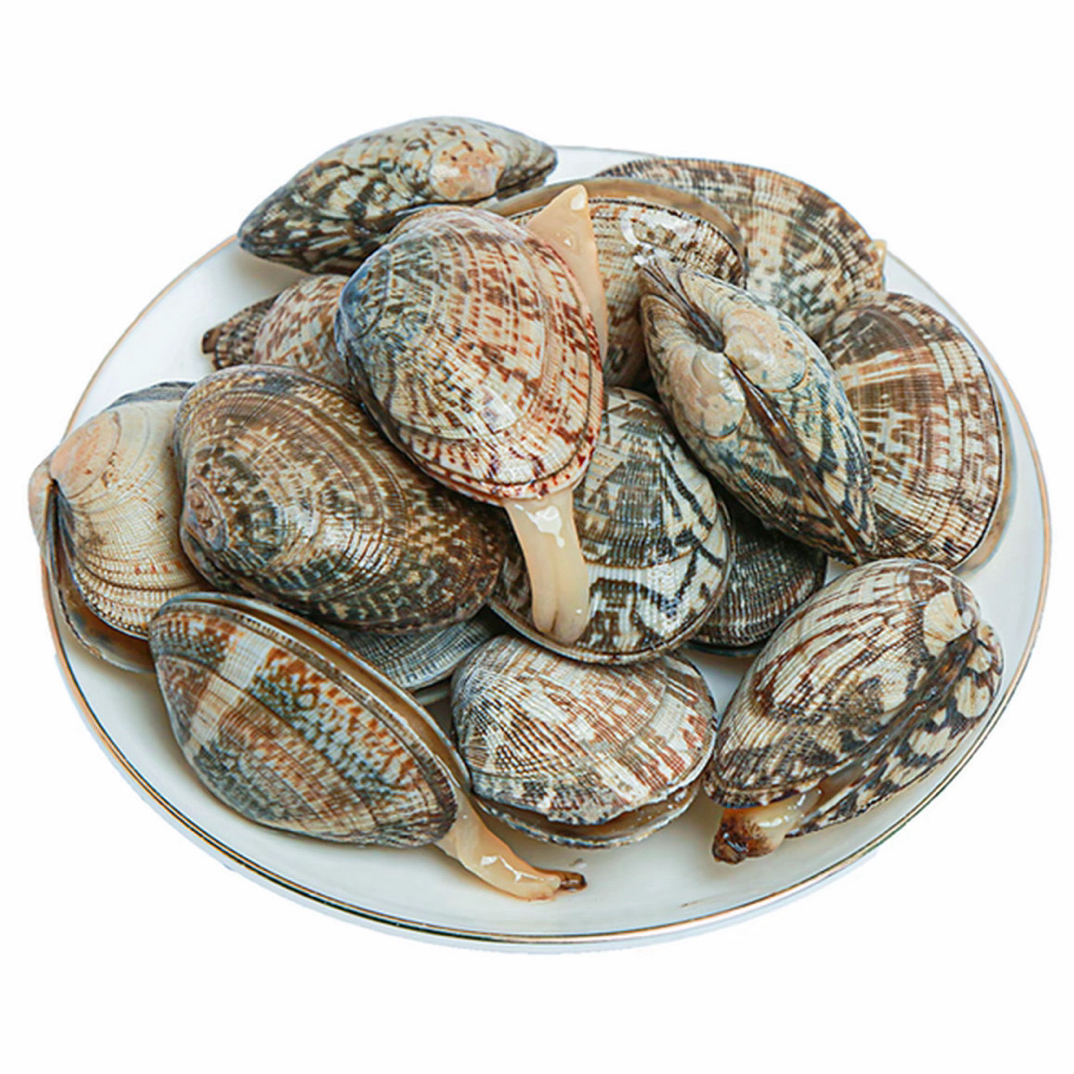 鲜活花蛤 500g 