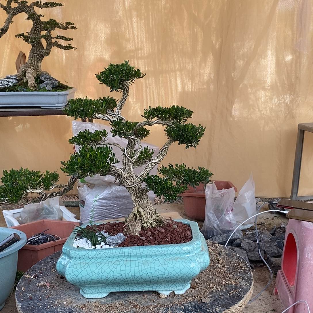 当前无花朵，栽培后可花朵