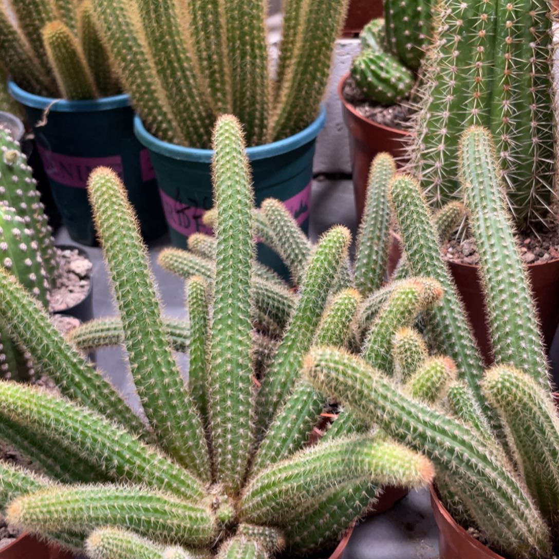 群生新品金妞橙仙子一杯