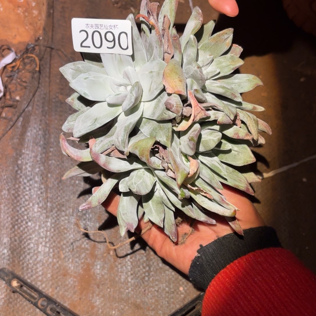 汤***师3代杂交仙女杯多肉福利