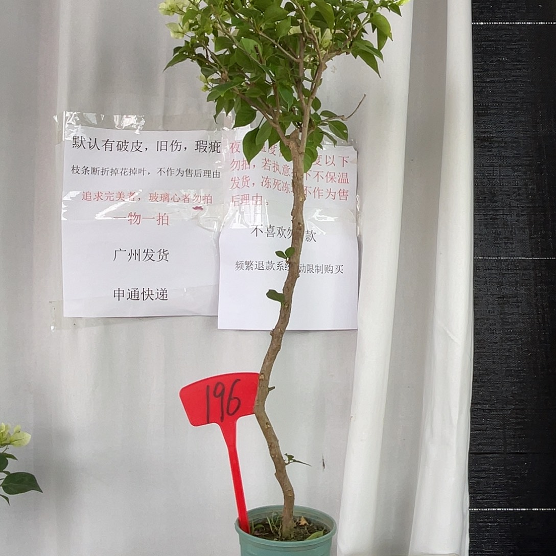 当前无花栽培后可以开花196绿樱