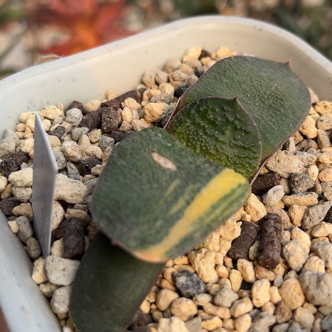 1004脱土发货11111111