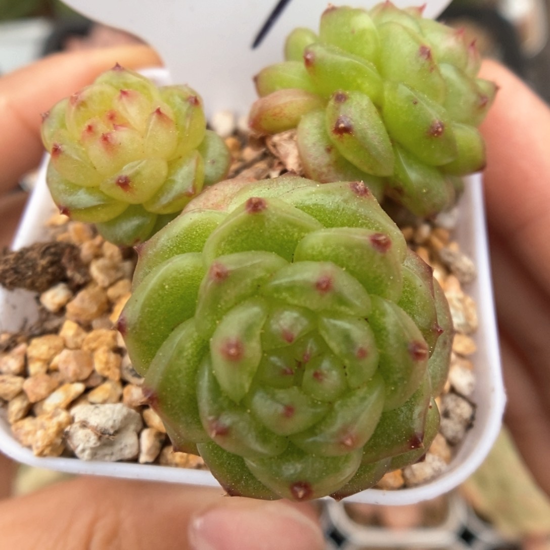 灯泡珍妮群生可拍337号。 