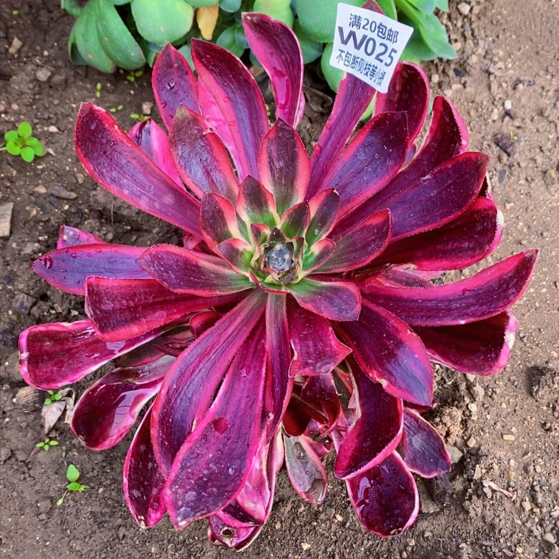 025红魔女多肉法师锦