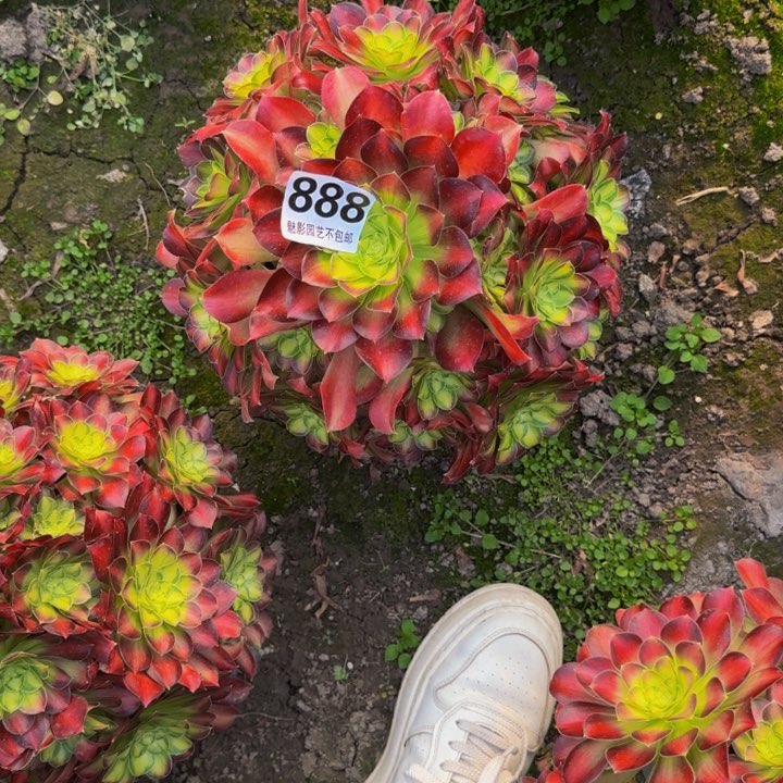 少华花27-21包邮花花