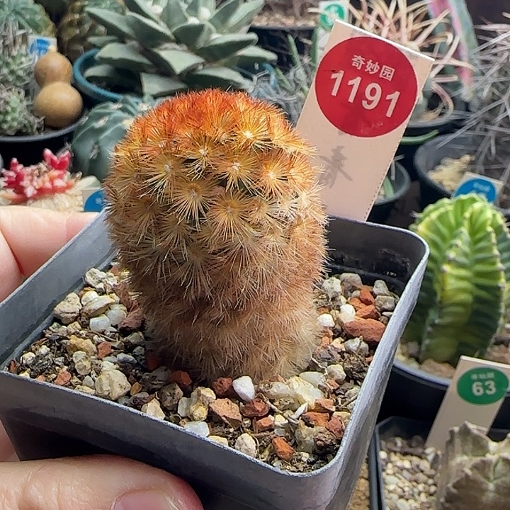 佛头嘉文丸一颗3687