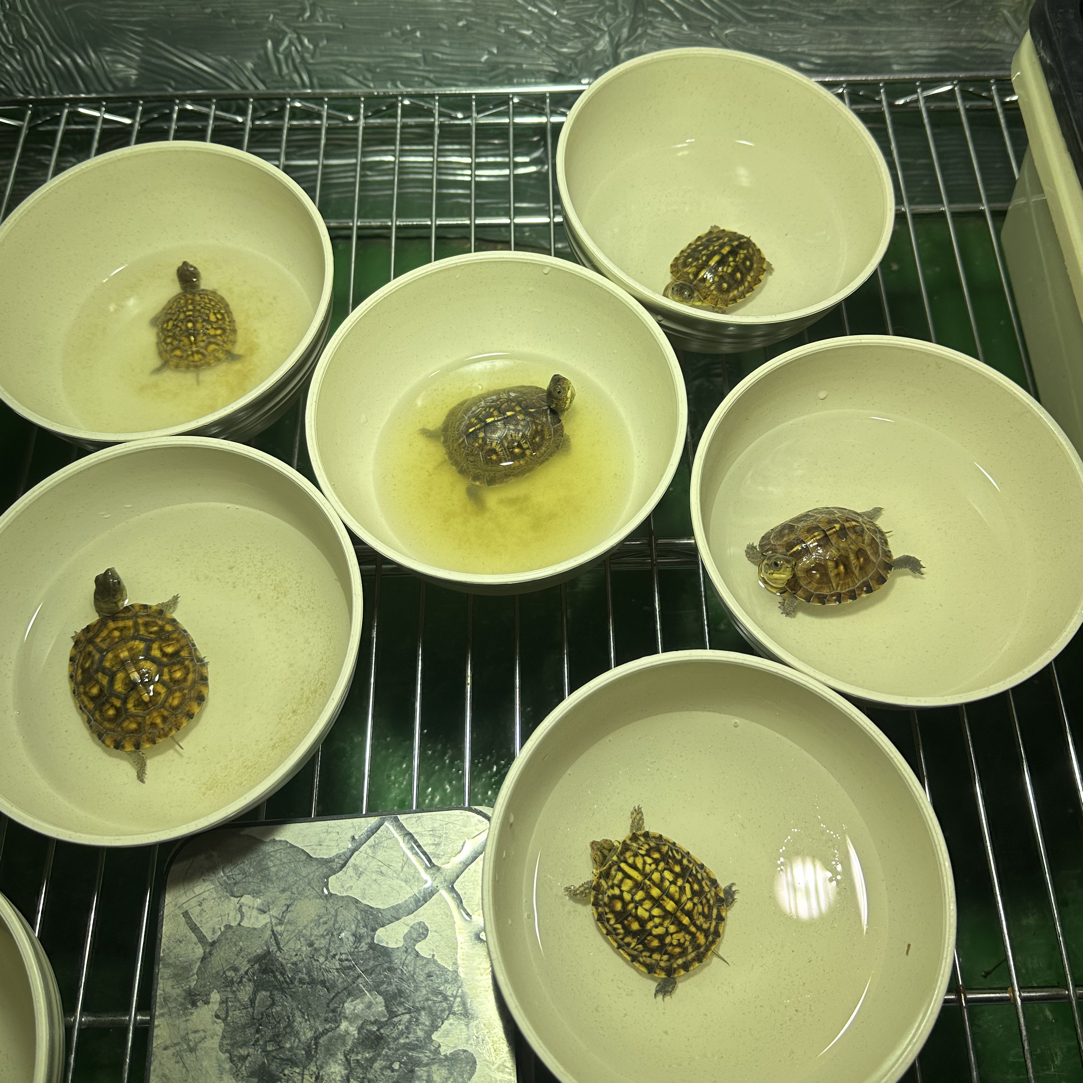 龟箱苗 合法养殖标识卡齐全