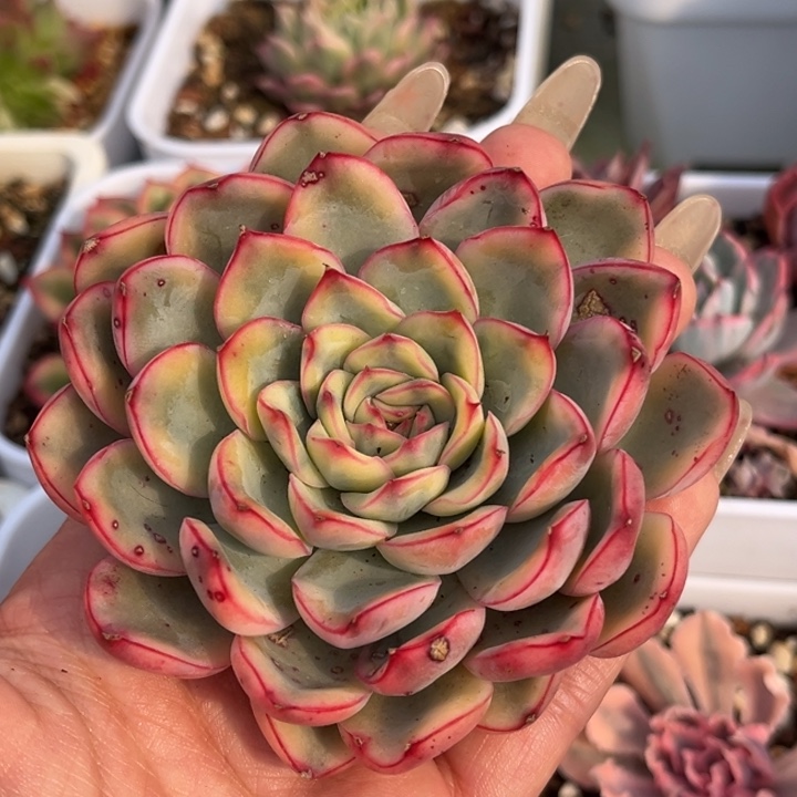 荷花白锦头盖发货