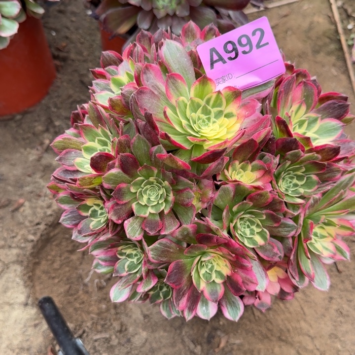 千玺多肉法师992号