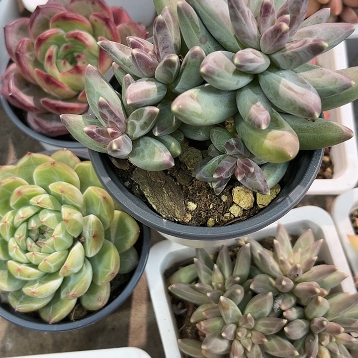 风羽357788999999“