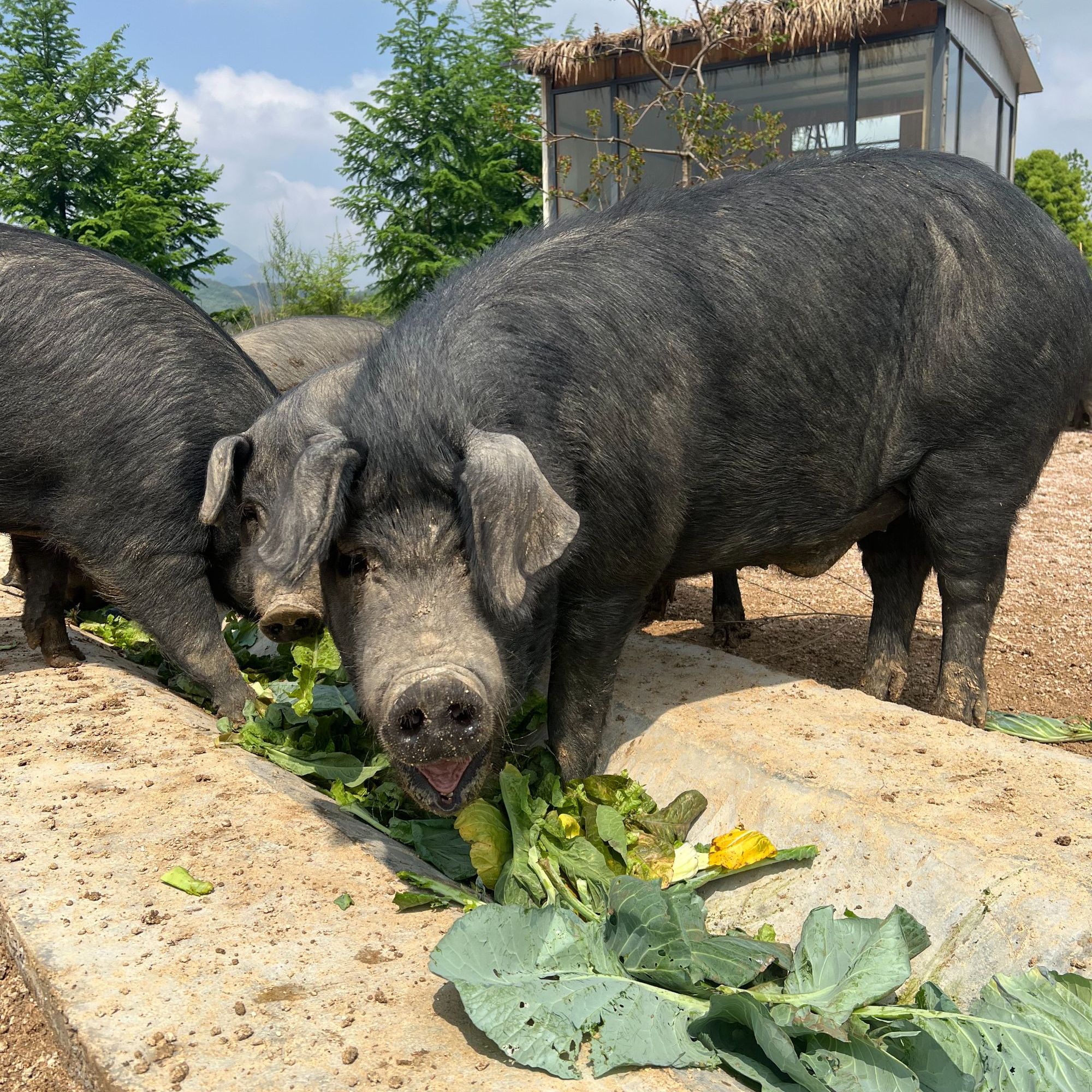 【3号改价】【 障山散养黑猪 】顺丰包邮 熟食纯粮喂养