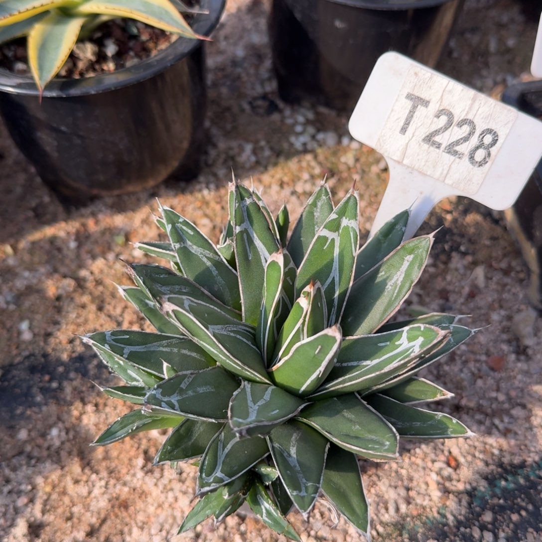 新手龙舌兰福利屉之雪脱土发