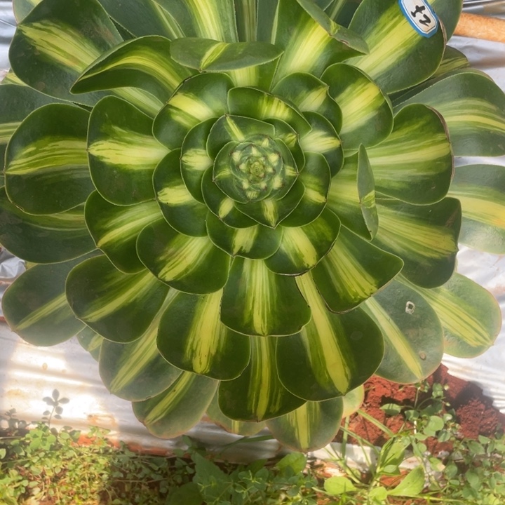 52暴君法师锦锦锦锦