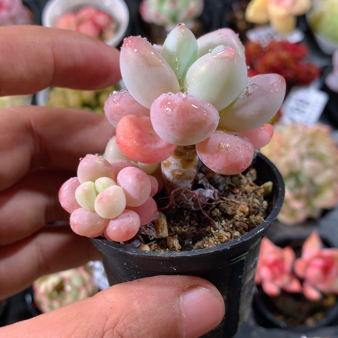 5CM拇指盆精控多肉ZS889