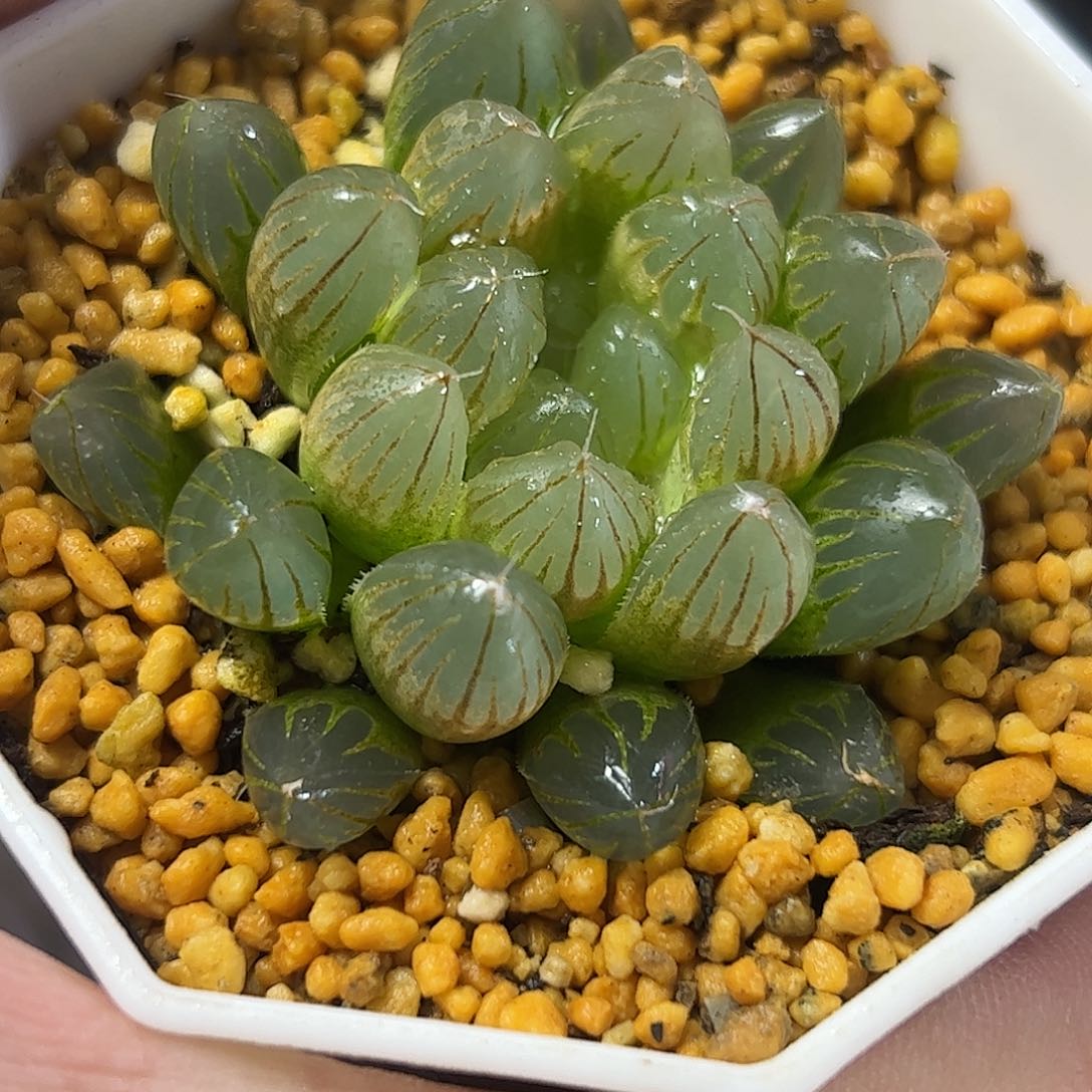 黑肌雨斑锦十二卷多肉植物