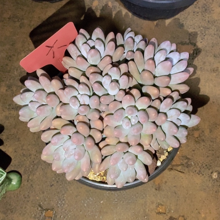 这个我都想了啊好