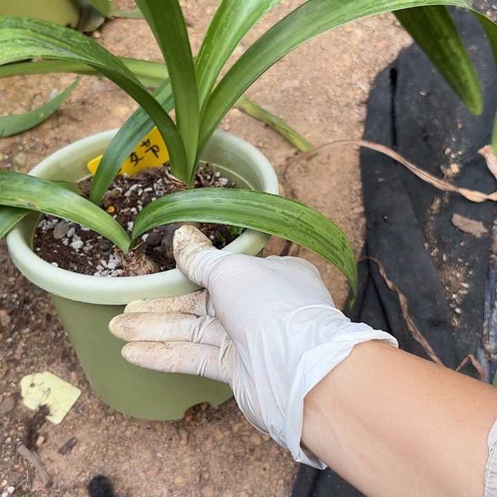****了无花朵妇女节三颗侧