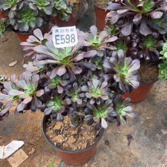 598黑元叶不包断枝