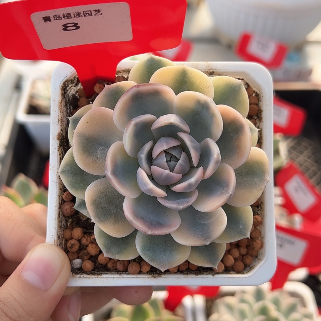 8号汉堡锦多肉植物
