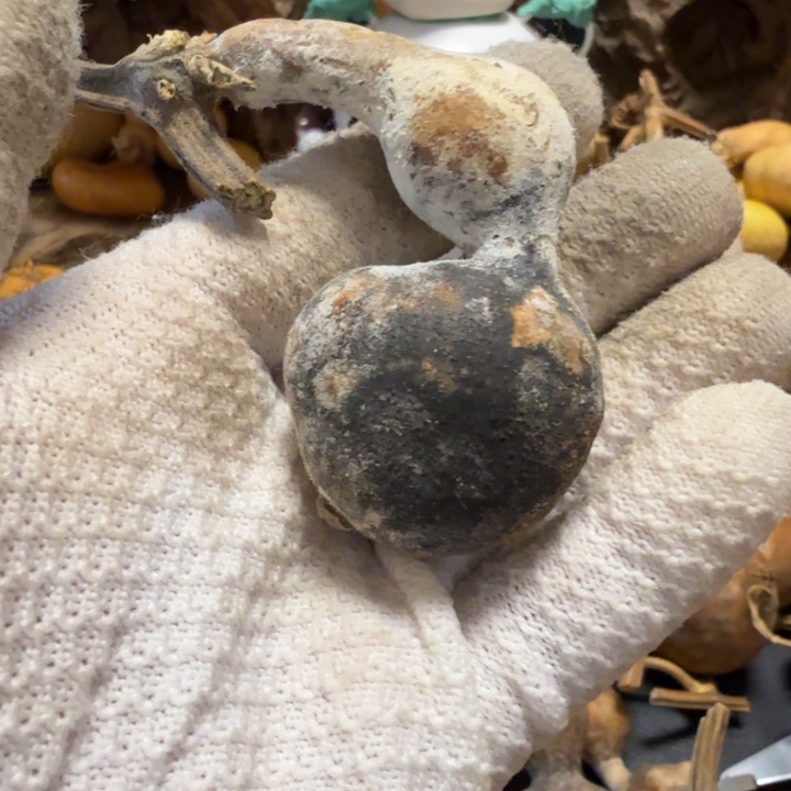 尚***猫66666666767777788888888