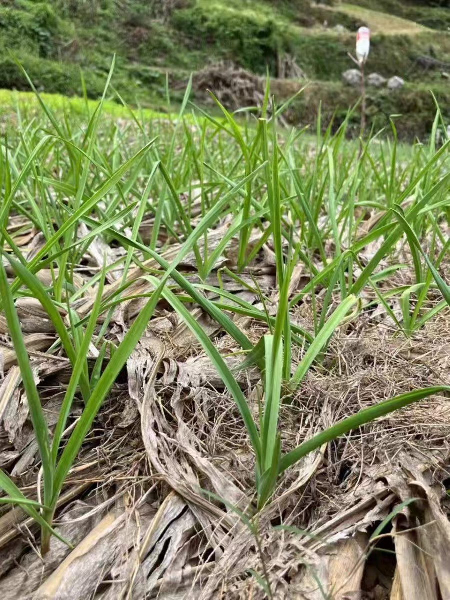 四川农家自种香蒜苗红头土蒜苗新鲜蔬菜大蒜叶