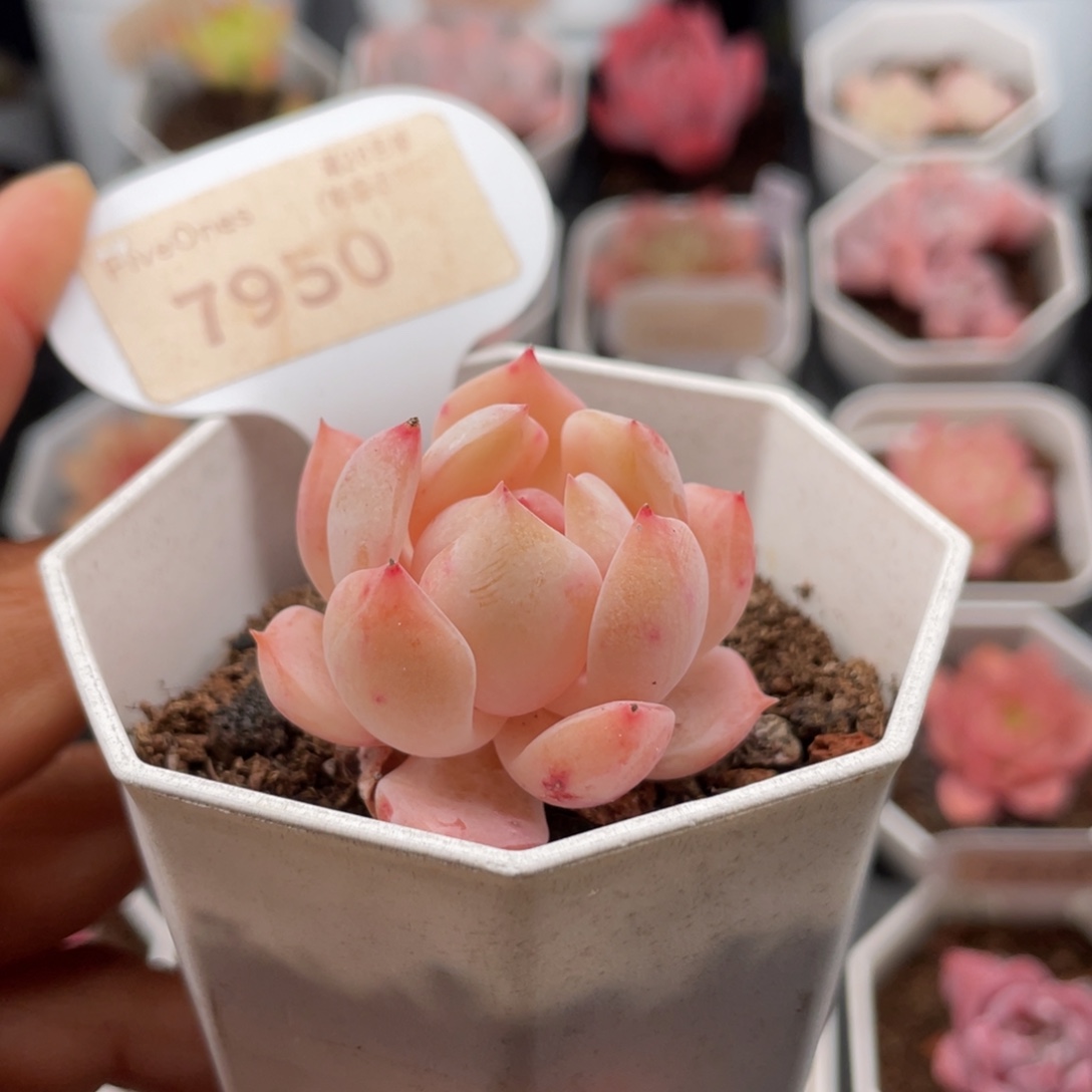 海盐薄荷7950-4.0厘米